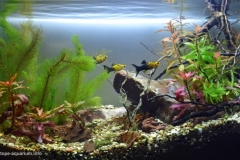100_2013_biotope_aquarium_na_5_1-1024x628