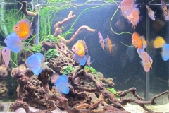 101_2013_biotope_aquarium_sa_35_1-1024x833