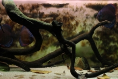 102_2013_biotope_aquarium_sa_36_1-1024x432