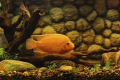 103_2013_biotope_aquarium_na_6_1-1024x217