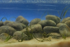 105_2013_biotope_aquarium_a_27_1-1024x341