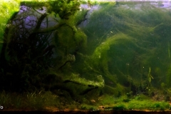 106_2013_biotope_aquarium_e_29_1-1024x426