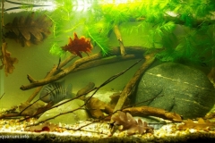 107_2013_biotope_aquarium_na_7_1-1024x560