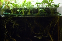 62_2013_biotope_aquarium_sa_17_1-1024x992