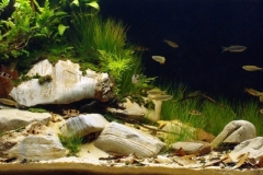 Biotope-aquarium-contest-1600-Chalakudy-1024x374