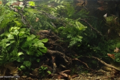 001_biotope-aquarium_a-17-1-1024x611