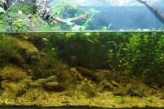 002_biotope-aquarium_na-3-1-1024x351