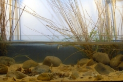 003_biotope-aquarium_ao-2-1-1024x350