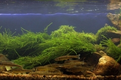 004_biotope-aquarium_e-1-1-1024x356