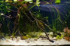 005_biotope-aquarium_ao-1-1-1024x448