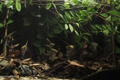 006_biotope-aquarium_sa-16-1-1024x566