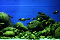 007_biotope-aquarium_a-9-1-1024x245