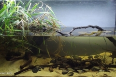 008_biotope-aquarium_ao-6-1-1024x518