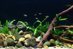 009_biotope-aquarium_ao-5-1-1024x422