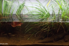 010_biotope-aquarium_a-16-1-1024x530