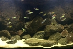 011_biotope-aquarium_a-10-1-1024x381