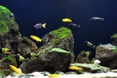 011_biotope-aquarium_a-18-1-1024x301