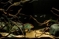 011_biotope-aquarium_sa-8-1-1024x332
