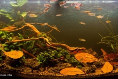 014_biotope-aquarium_a-6-1-1024x513