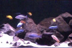 015_biotope-aquarium_a-5-1-1024x214