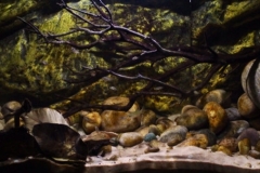 016_biotope-aquarium_na-1-1-1024x337