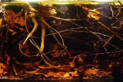 017_biotope-aquarium_sa-14-1-1024x467