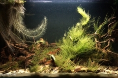 018_biotope-aquarium_sa-12-1-1024x568