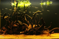 019_biotope-aquarium_sa-13-1-1024x480