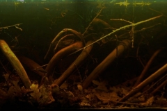 020_biotope-aquarium_sa-17-1-1024x410
