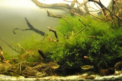021_biotope-aquarium_na-6-1-1024x502