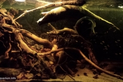 022_biotope-aquarium_sa-9-1-1024x552