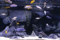 023_biotope-aquarium_a-8-1-1024x317