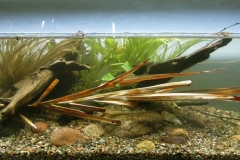 024_biotope-aquarium_ao-3-1-1024x428