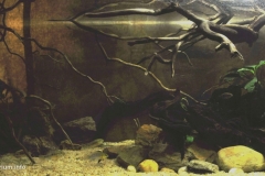 025_biotope-aquarium_a-12-1-1024x508