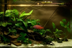 026_biotope-aquarium_a-4-1-1024x569