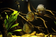 026_biotope-aquarium_sa-6-1-1024x330