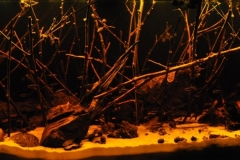 026_biotope-aquarium_sa-7-1-1024x390