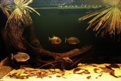 029_biotope-aquarium_sa-4-1-1024x555