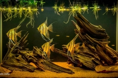 030_biotope-aquarium_sa-18-1-1024x490