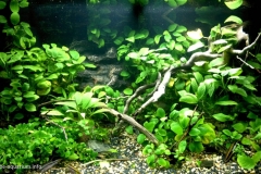 031_biotope-aquarium_a-15-1-1024x602