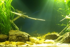 032_biotope-aquarium_e-13-1-1024x355