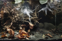 033_biotope-aquarium_na-9-1-1024x646