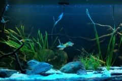 034_biotope-aquarium_na-2-1-1024x316