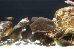 035_biotope-aquarium_a-13-1-1024x323