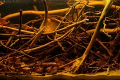 036_biotope-aquarium_sa-10-1-1024x344