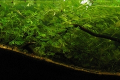 037_biotope-aquarium_na-8-1-1024x365