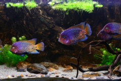 038_biotope-aquarium_na-4-1-1024x447