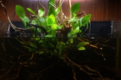 039_biotope-aquarium_sa-11-1-1024x1007