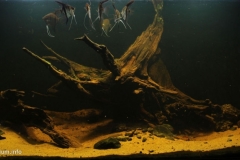 040_biotope-aquarium_sa-1-1-1024x500