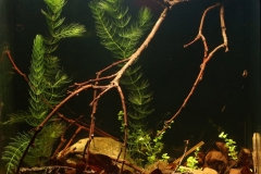 042_biotope-aquarium_na-5-1-1024x971